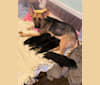 Duke, a German Shepherd Dog and American Bulldog mix tested with EmbarkVet.com