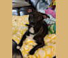 Photo of Iggy, a Chihuahua, Rat Terrier, Poodle (Small), Miniature Pinscher, and Mixed mix in Madras, Oregon, USA