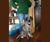 Bear, an Australian Cattle Dog and Bluetick Coonhound mix tested with EmbarkVet.com