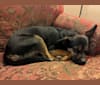 Irma, an Australian Cattle Dog and Rottweiler mix tested with EmbarkVet.com