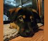 Bobbie, a Labrador Retriever and Russell-type Terrier mix tested with EmbarkVet.com
