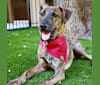 Photo of Braxton, a Catahoula Leopard Dog, Australian Cattle Dog, Chow Chow, German Shepherd Dog, and Mixed mix in Austin, Texas, USA
