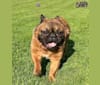 Photo of Samsquanch of BatPig Manor, a French Bulldog  in Hamilton, ON, Canada