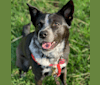 Tex, an Australian Cattle Dog and Labrador Retriever mix tested with EmbarkVet.com