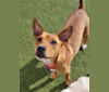 Chai, a Chihuahua and American Pit Bull Terrier mix tested with EmbarkVet.com