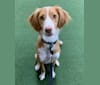 Rusty, a Brittany and Beagle mix tested with EmbarkVet.com