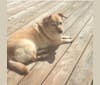 Photo of Seamus, a Chow Chow, Rat Terrier, Dachshund, and Mixed mix in South Carolina, USA