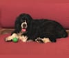 Ricky, a Cocker Spaniel tested with EmbarkVet.com