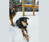 Glory, a German Shepherd Dog tested with EmbarkVet.com