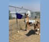 Gidget, an Australian Cattle Dog and Border Collie mix tested with EmbarkVet.com