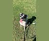 Photo of Ollie, an American Pit Bull Terrier, Australian Shepherd, Labrador Retriever, and English Springer Spaniel mix in Holly Springs, North Carolina, USA