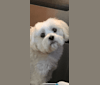 Jerry RiceCakes (Bunny), a Maltese tested with EmbarkVet.com