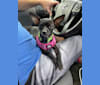 Maddie, a Chihuahua and Pomeranian mix tested with EmbarkVet.com