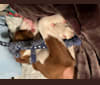 Photo of Dude, a Labrador Retriever, Plott, Boxer, and Catahoula Leopard Dog mix in Belleville, Illinois, USA