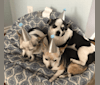 Photo of Nunu (+Oreo and Chippy), a Chihuahua and Mixed mix in Montclair, California, USA