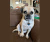 Photo of Pepper, a Puggle  in Austin, Texas, USA