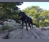 Ruger, a Labrador Retriever and German Shepherd Dog mix tested with EmbarkVet.com