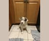 Spurs N Ashes, a Border Collie tested with EmbarkVet.com