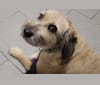 Edith May, a Poodle (Small) and Labrador Retriever mix tested with EmbarkVet.com