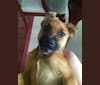 Nigel, a Labrador Retriever and Staffordshire Terrier mix tested with EmbarkVet.com