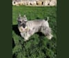 Kletos, a Standard Schnauzer tested with EmbarkVet.com