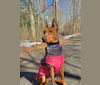 Photo of Ice, a German Pinscher  in Howell, NJ, USA