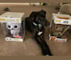 Lando, a Doberman Pinscher and American Pit Bull Terrier mix tested with EmbarkVet.com