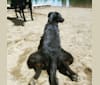 Margo, a Labrador Retriever and Australian Cattle Dog mix tested with EmbarkVet.com