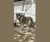 Photo of Kleo, a Siberian Husky and German Shepherd Dog mix