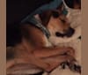 Henry, a Rottweiler and Border Collie mix tested with EmbarkVet.com