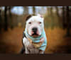 Photo of Swizzy, an American Staffordshire Terrier  in Elmont, New York, USA