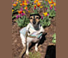 Ivy, a Rat Terrier and Miniature Pinscher mix tested with EmbarkVet.com