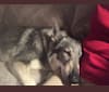 Wylie, a German Shepherd Dog and Siberian Husky mix tested with EmbarkVet.com
