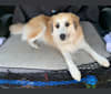 Henry, a Siberian Husky and Beagle mix tested with EmbarkVet.com
