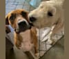 Lola, a Boxer and Labrador Retriever mix tested with EmbarkVet.com