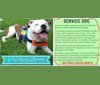 Zeke the SR Service Dog, an American Pit Bull Terrier tested with EmbarkVet.com