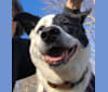 Photo of Lizy, a German Shepherd Dog, Akita, and Labrador Retriever mix in Annapolis, Maryland, USA