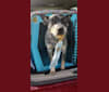Photo of Millie AKA The Masked Millie, an Australian Cattle Dog  in Millersburg, OH, USA