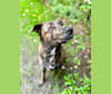 Tootsie, an American Pit Bull Terrier and German Shepherd Dog mix tested with EmbarkVet.com