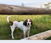 Wheeler, a Treeing Walker Coonhound and American English Coonhound mix tested with EmbarkVet.com