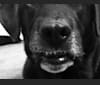 Rue, a Labrador Retriever and German Shepherd Dog mix tested with EmbarkVet.com