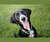 Renicks, a Labrador Retriever and Beagle mix tested with EmbarkVet.com