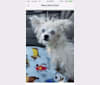 Skye, a Chihuahua and Poodle (Small) mix tested with EmbarkVet.com
