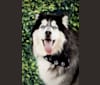 Artie, a Siberian Husky (5.8% unresolved) tested with EmbarkVet.com