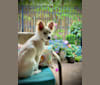 Photo of Simkah, a Chihuahua, Russell-type Terrier, Chow Chow, Yorkshire Terrier, and Mixed mix in Oklahoma, USA