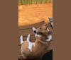 Boots, an Australian Cattle Dog and Pembroke Welsh Corgi mix tested with EmbarkVet.com