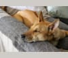 Vàng, a Phu Quoc Ridgeback tested with EmbarkVet.com