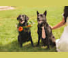Photo of Amos, a Norwegian Elkhound, American Pit Bull Terrier, and Chow Chow mix in Wardensville, West Virginia, USA