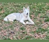 KHIONE, a Siberian Husky tested with EmbarkVet.com