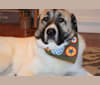 Roscoe, a Great Pyrenees and Anatolian Shepherd Dog mix tested with EmbarkVet.com